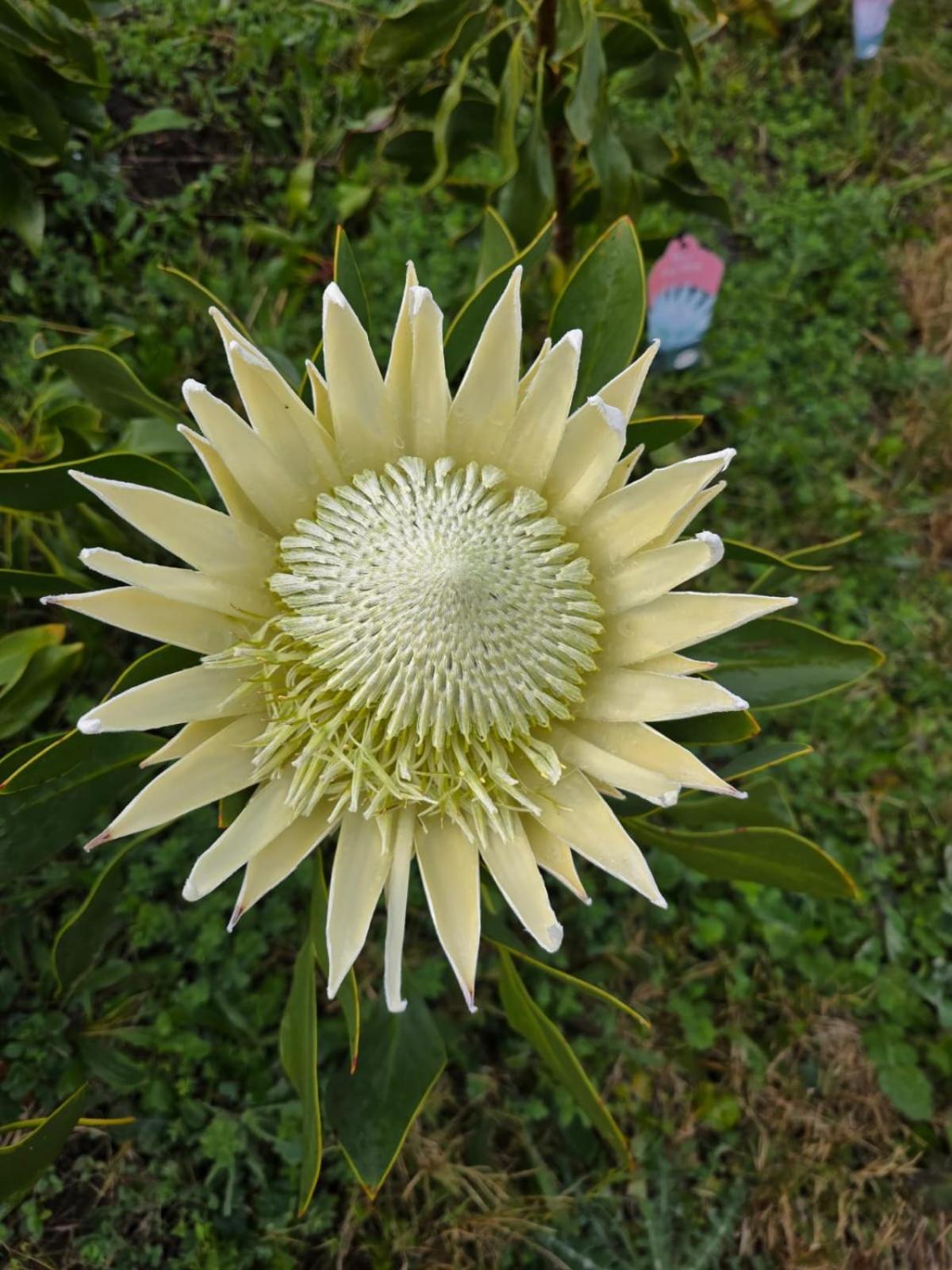 Chalé Shabby Fufu Lifestyle Farm Plettenberg Bay